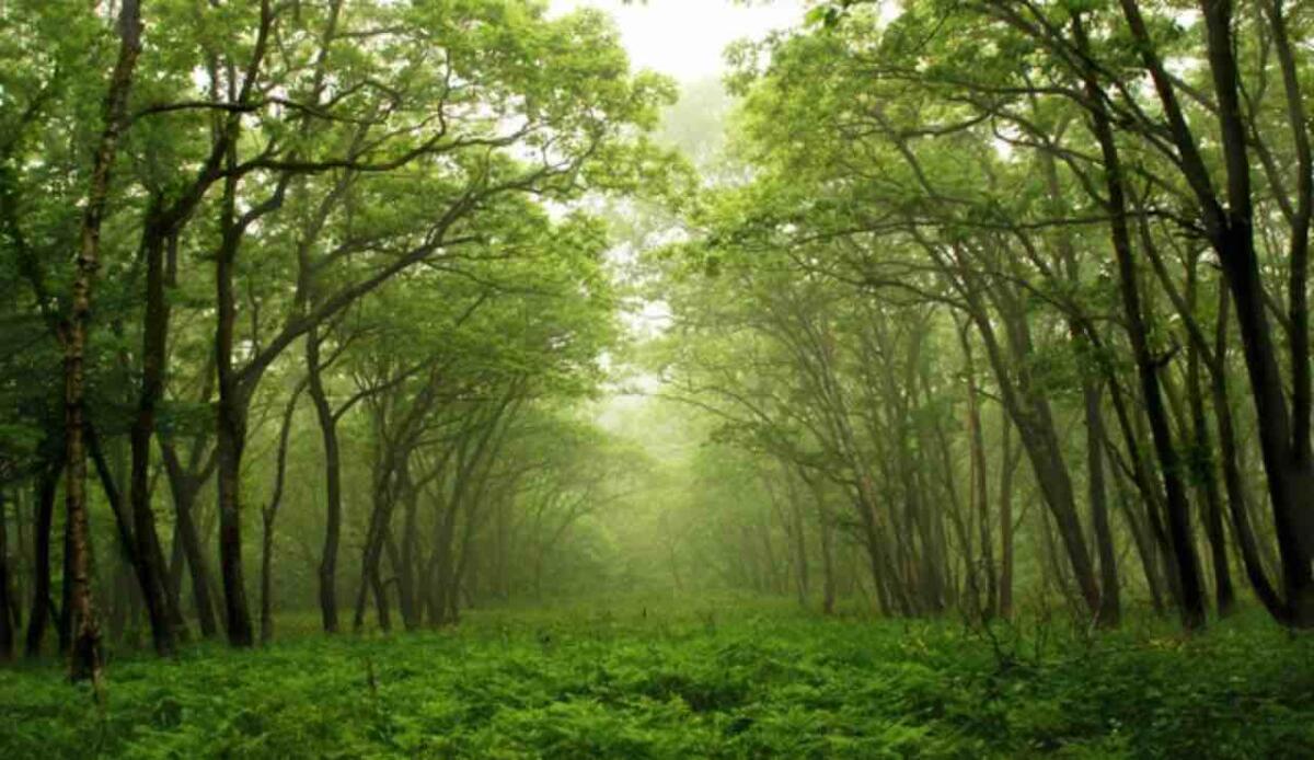 Esistono degli alberi che camminano: cosa c'è di vero? - Cosa bisogna sapere sugli alberi che camminano - qrios.it (DepositPhoto)
