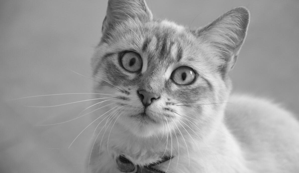 Sai perché i gatti ti fissano? La spiegazione scientifica che ti sorprenderà - Il tuo gatto ti guarda, ma cosa vuole dirti (Pixabay Foto) - www.qrios.it