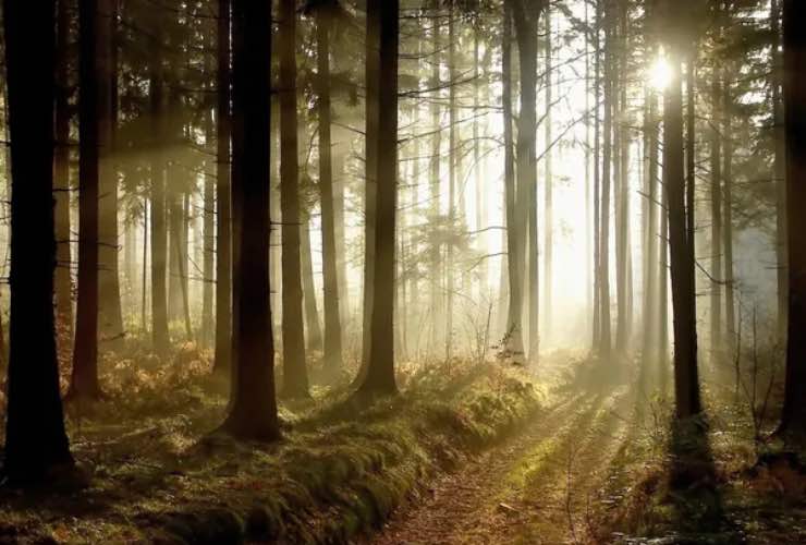 Tutta la verità sugli alberi che camminano - qrios.it (DepositPhoto)