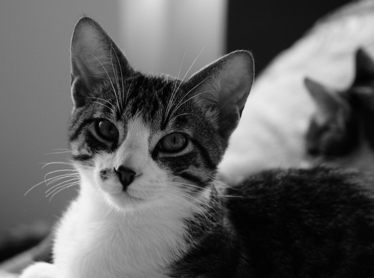 Il tuo gatto ti guarda, ecco cosa vuole comunicare (Pixabay Foto) - www.qrios.it