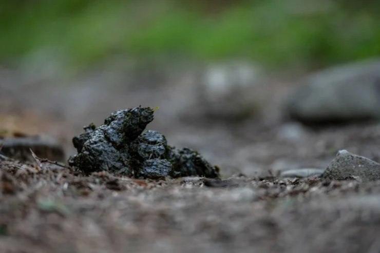 Illustrazione di alcuni escrementi (depositphotos FOTO) - qrios.it
