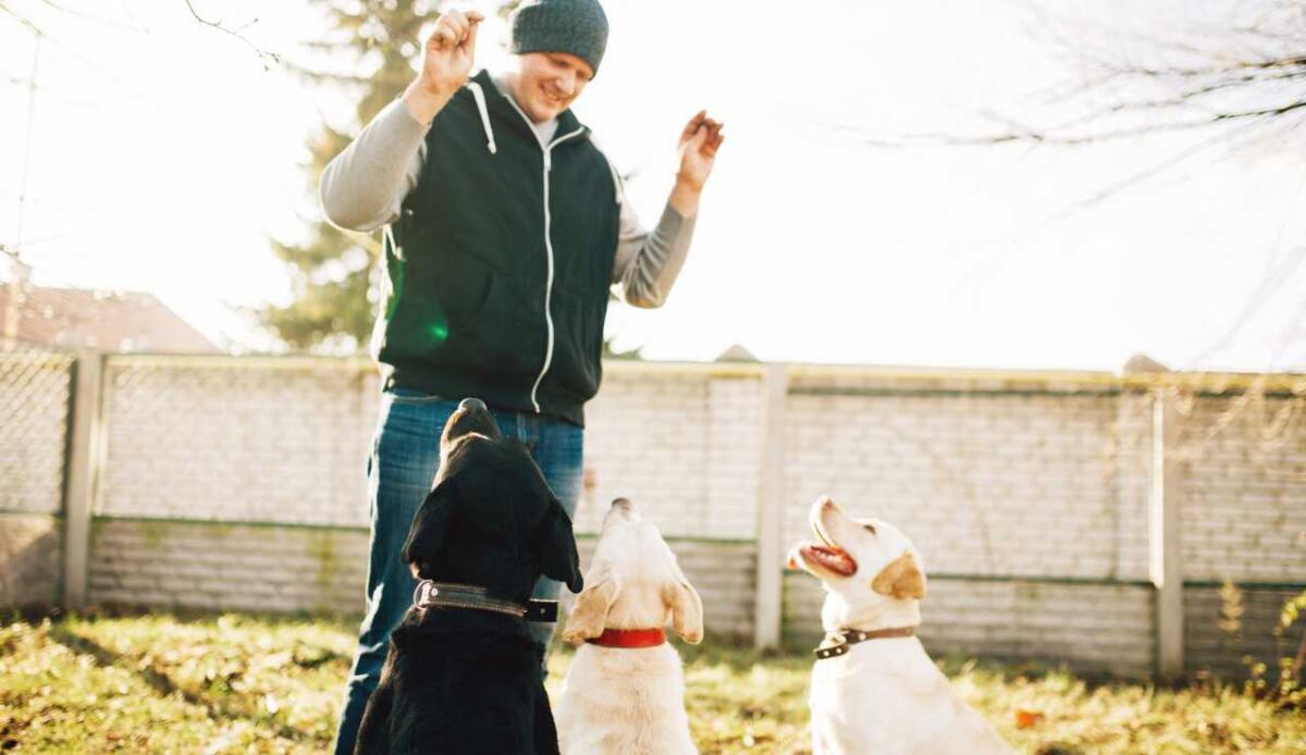 Cani, il trucco migliore per fargli eseguire un comando è puntare e fissare l’oggetto - Cani, ecco come rispondono ai comandi degli umani (DepositPhotos) - FindBest