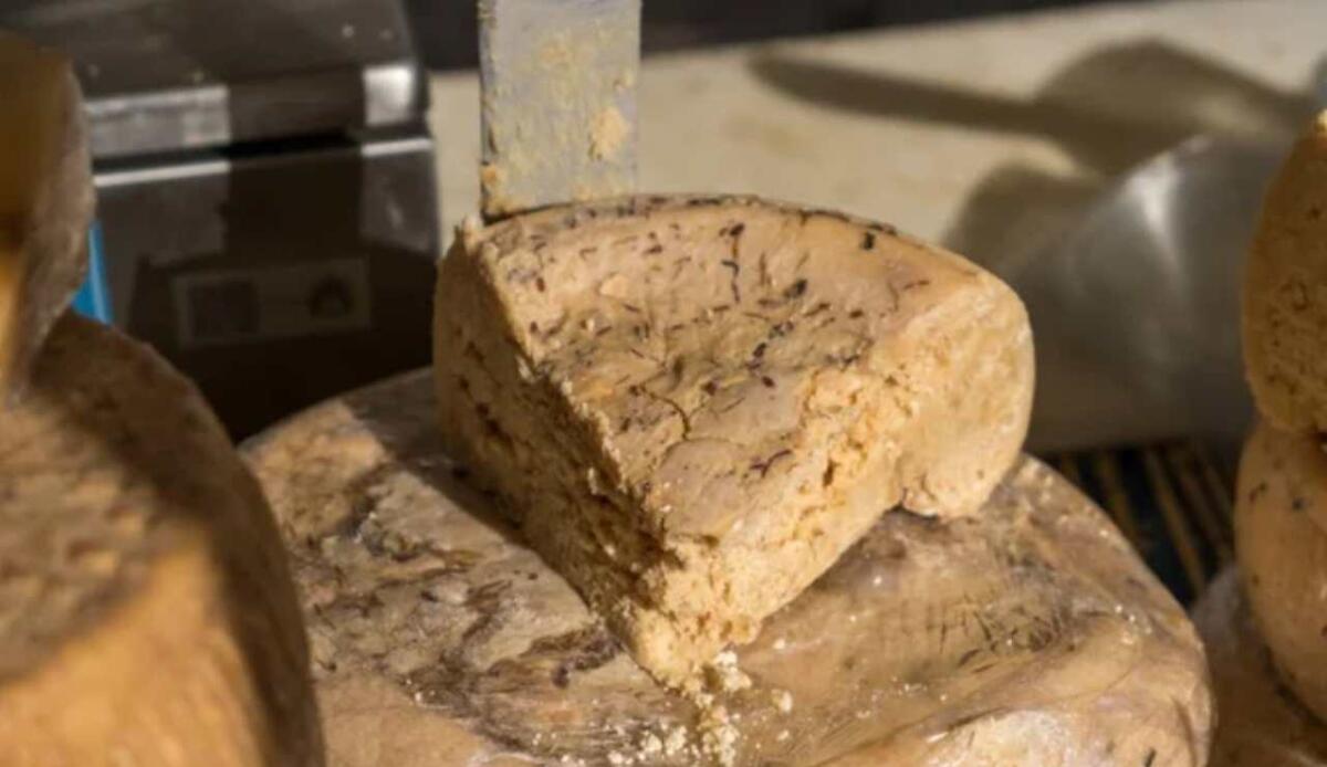 Un museo lo definisce “disgustoso”, i sardi lo adorano: la storia del Casu Marzu - Casu Marzu (Depositphotos foto) - www.notiziesecche.it