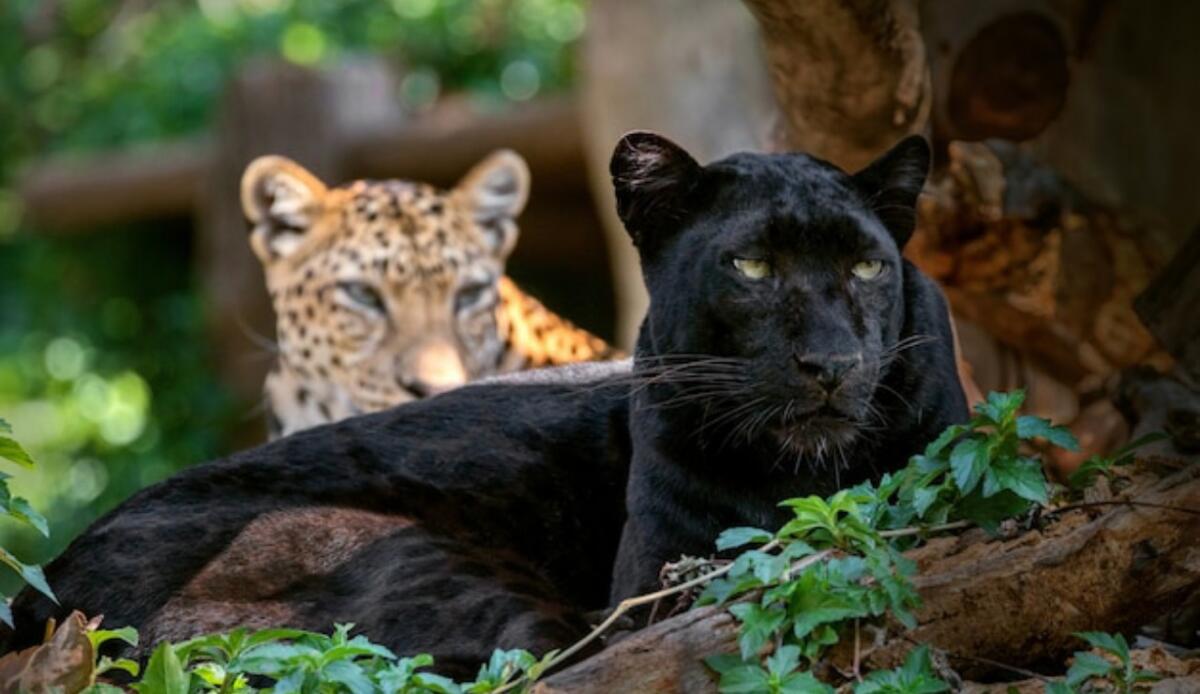 Leopardo e pantera nera: quali sono le differenze? - Leopardo e Pantera, la loro reale differenza (Freepik Foto) - www.qrios.it