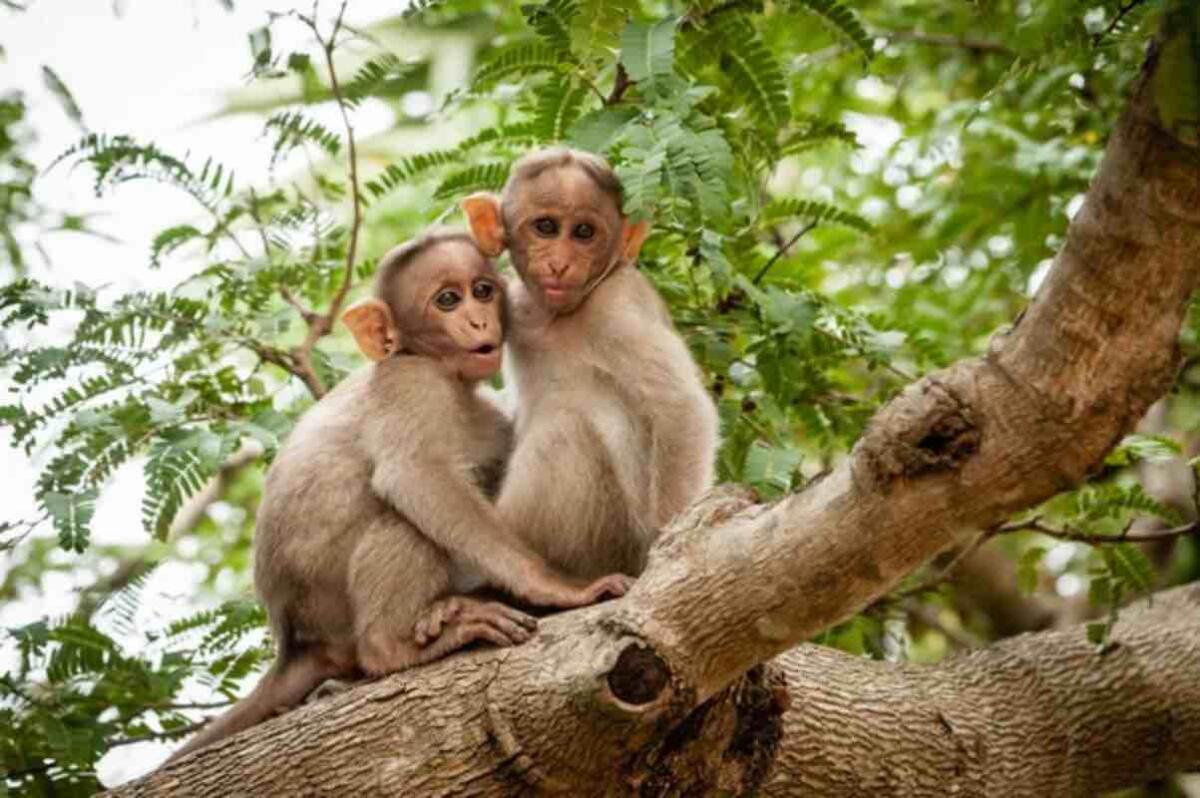 Strani amori in Giappone: i macachi continuano ad "accoppiarsi" con i cervi sika - I macachi si stanno accoppiando con i cervi sika - qrios.it (DepositPhoto)