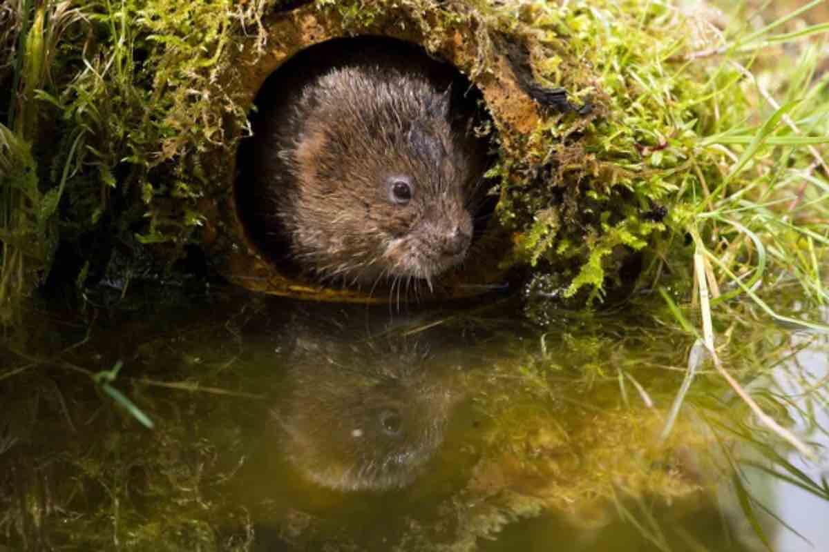 Una specie simbolo a rischio: l’arvicola d’acqua potrebbe ancora essere salvata - Questa specie simbolo è a rischio estinzione - Qrios.it (DepositPhoto)