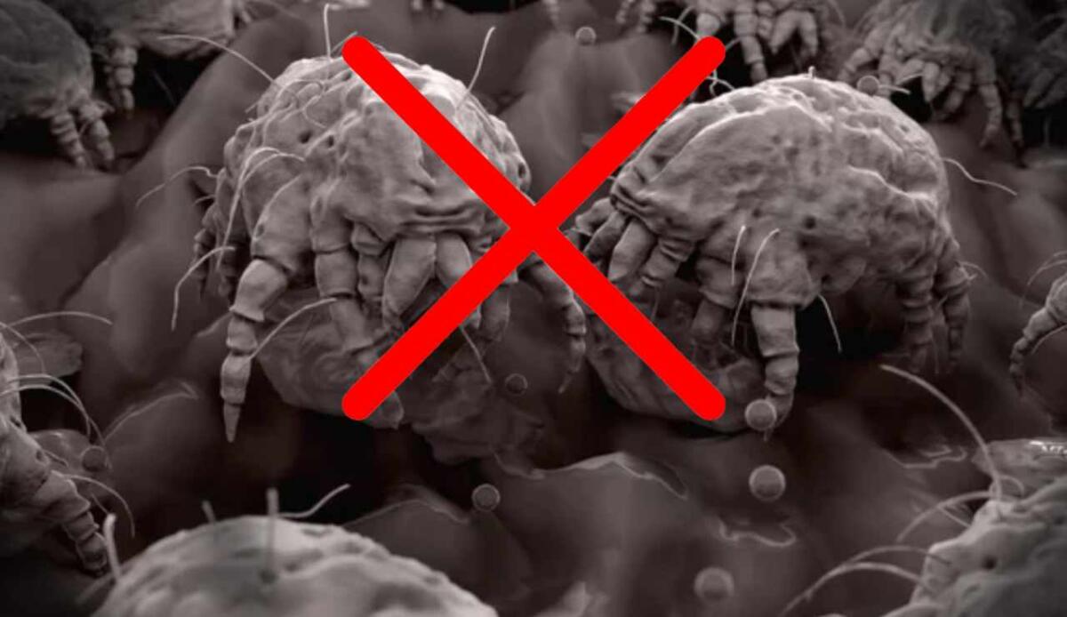 Acari e salute: sintomi, rischi e rimedi naturali per proteggerti - Come dire addio agli acari (Depositphotos foto) - www.notiziesecche.it