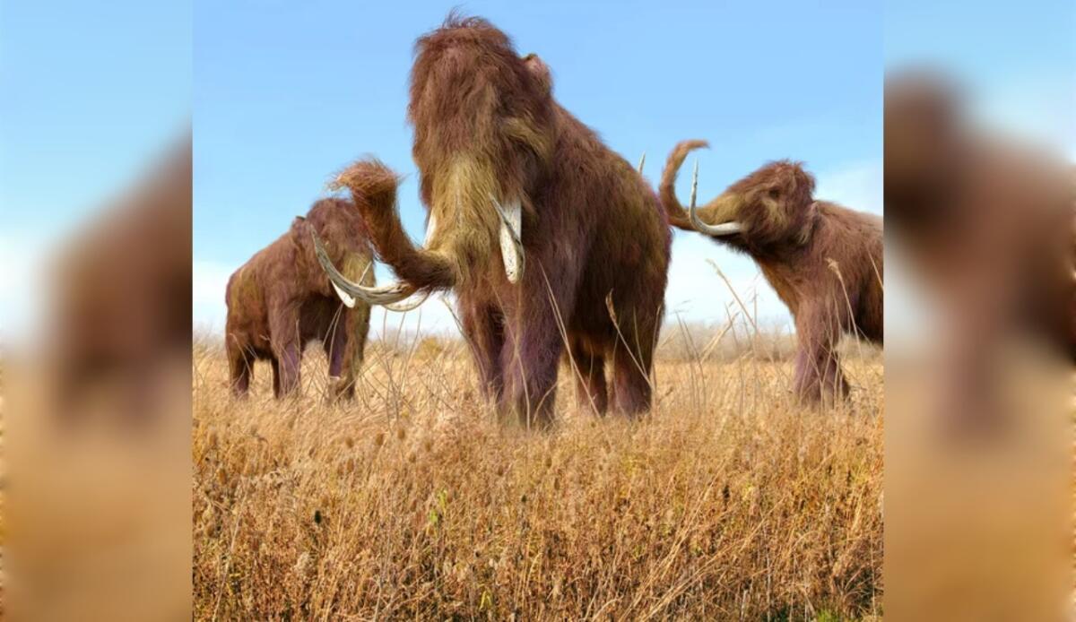 Genetica, cambiamenti climatici e altre cause dietro l'estinzione dei mammut lanosi - 