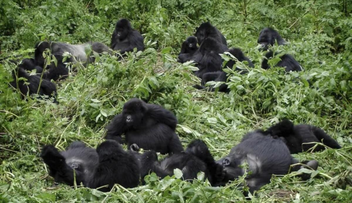 Chi comanda nel regno animale? Come scimpanzé, iene e pesci scelgono il loro capo - Animali in natura, come si stabilisce la supremazia (Depositphotos Foto) - www.qrios.it