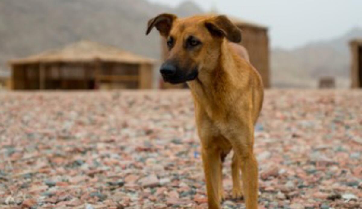 Dal culto di Anubi all’abbandono: la riscossa dei Baladi dogs in Egitto - Cani Baladi, la loro misteriosa storia in Egitto dalla storia antica alla modernità (Shutterstock Foto) - www.qrios.it