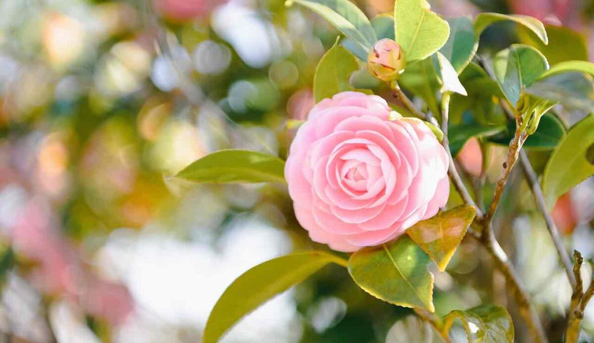 L’evoluzione delle camelie e la nascita del Giappone: una storia lunga 10 milioni di anni - Camelia rosa (PIXABAY FOTO) - www.qrios.it