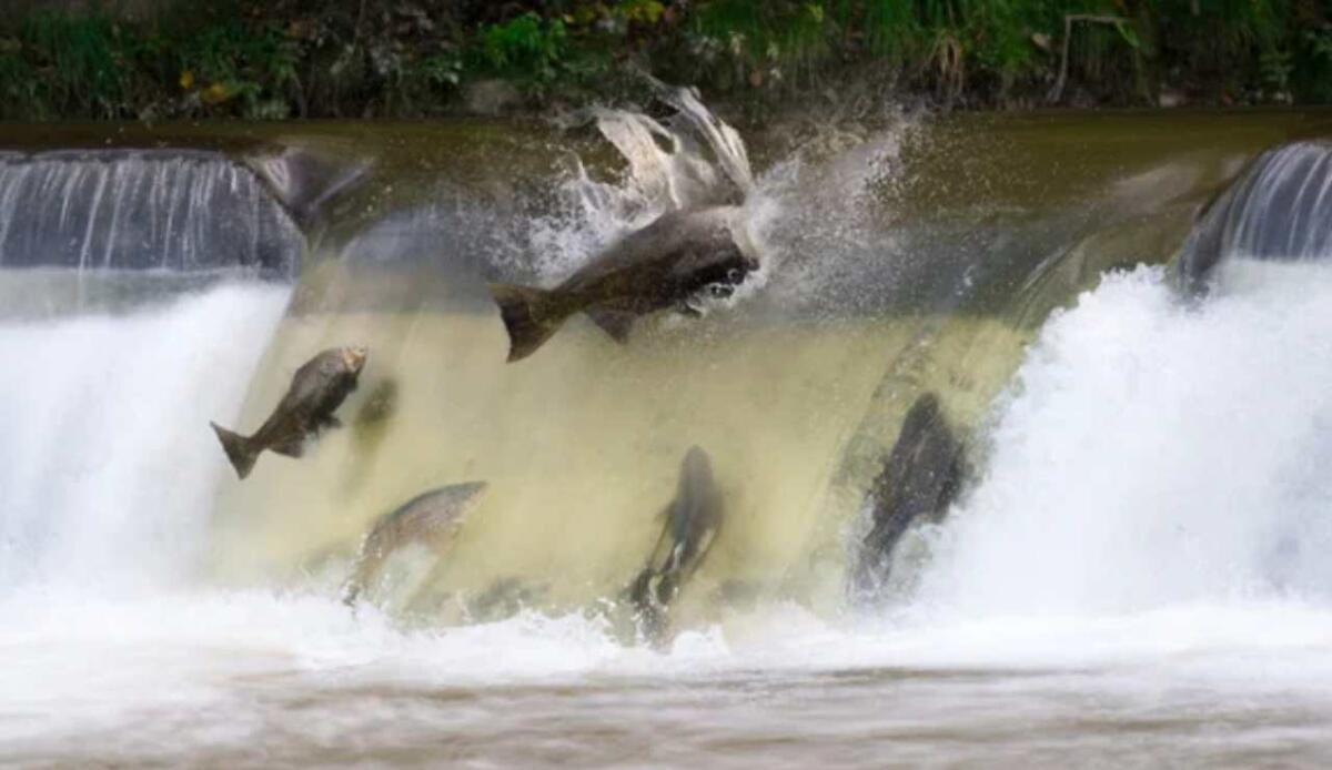 Dal disastro alla speranza: come la moria di salmoni del 2002 ha acceso una rivoluzione ambientale - Salmoni risalgono la corrente (Depositphotos foto) - www.qrios.it