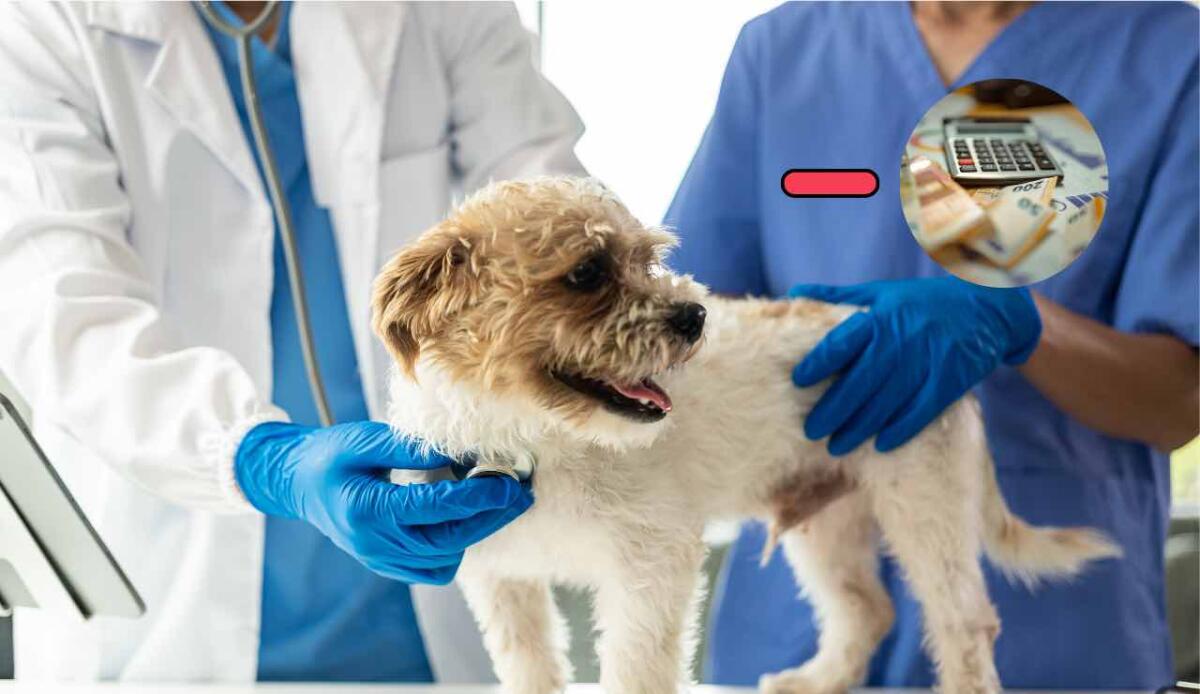 Spese veterinarie per animali domestici: come ottenere il bonus fino a 550 euro nel 2025 - Si pagherà di meno per le spese veterinarie (Canva) - findbest.it
