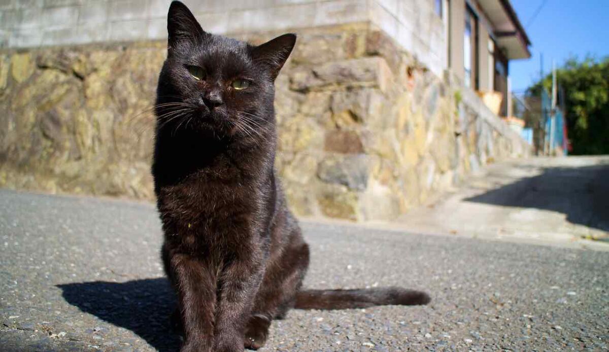 Syros, l’isola dei gatti: una vacanza tra volontariato e amore per gli animali - Gatto (PIXABAY FOTO) - www.notiziesecche.it