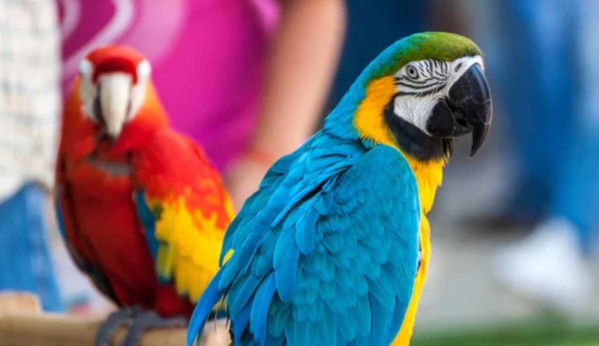 L'emergenza degli animali esotici: cosa succede quando il proprietario muore? - Pappagalli (Depositphotos foto) - www.qrios.it