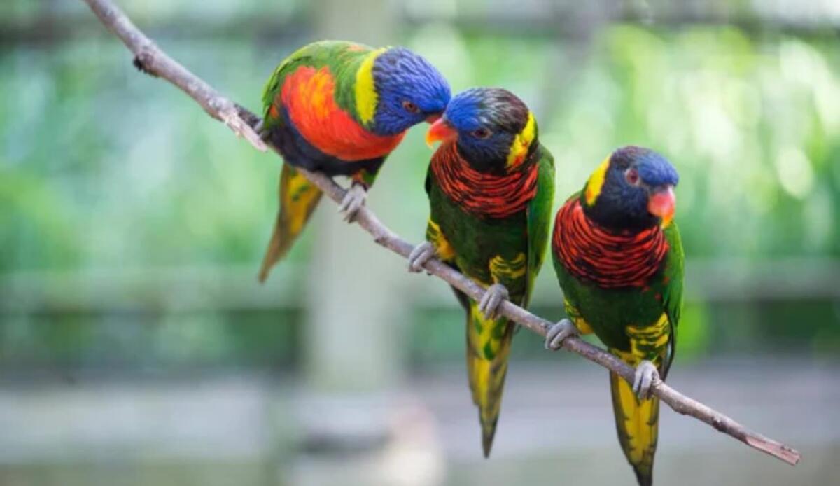 Gli uccelli hanno sviluppato cervelli complessi in modo indipendente dai mammiferi - Uccelli appollaiati (Depositphotos Foto) - www.qrios.it