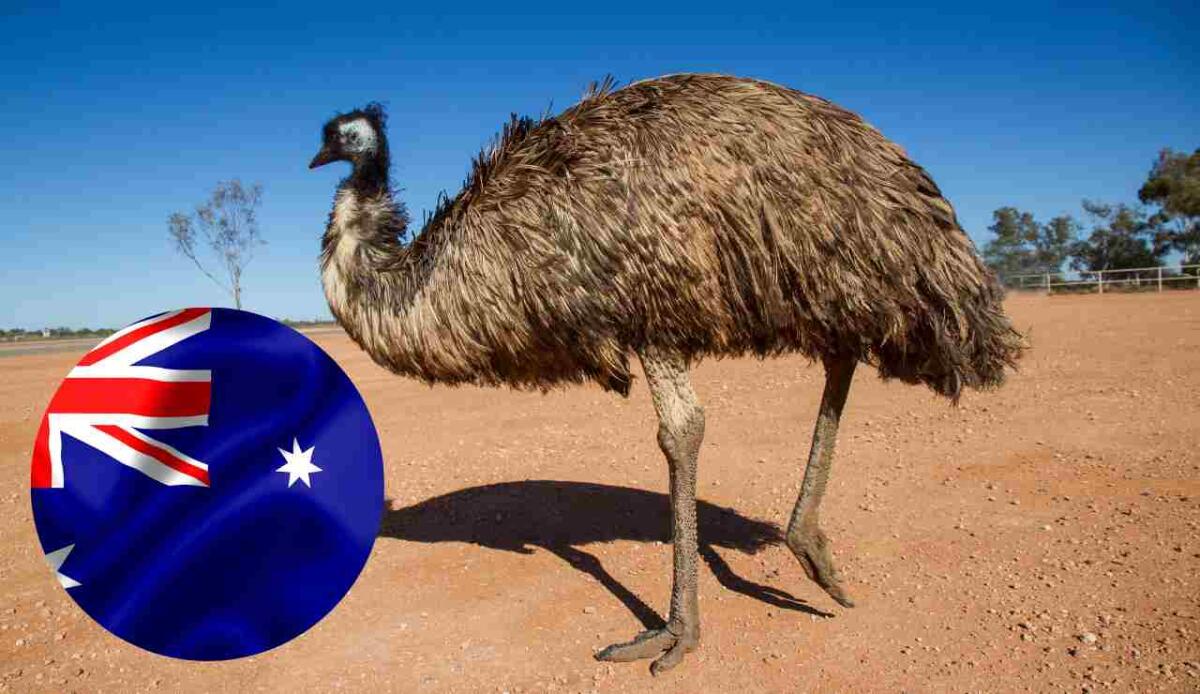 La Guerra degli Emù: quando l'Australia perse una guerra contro questi uccelli - Foto di Emù e bandiera dell'Australia (Canva foto) - qrios.it