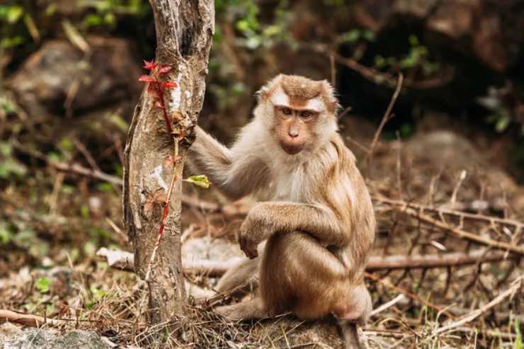 La strana abitudine dei macachi - Qrios.it (DepositPhoto)