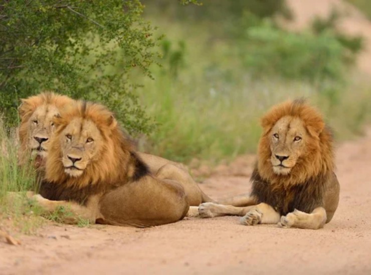 Animali in natura, come si stabilisce la supremazia (Depositphotos Foto) - www.qrios.it
