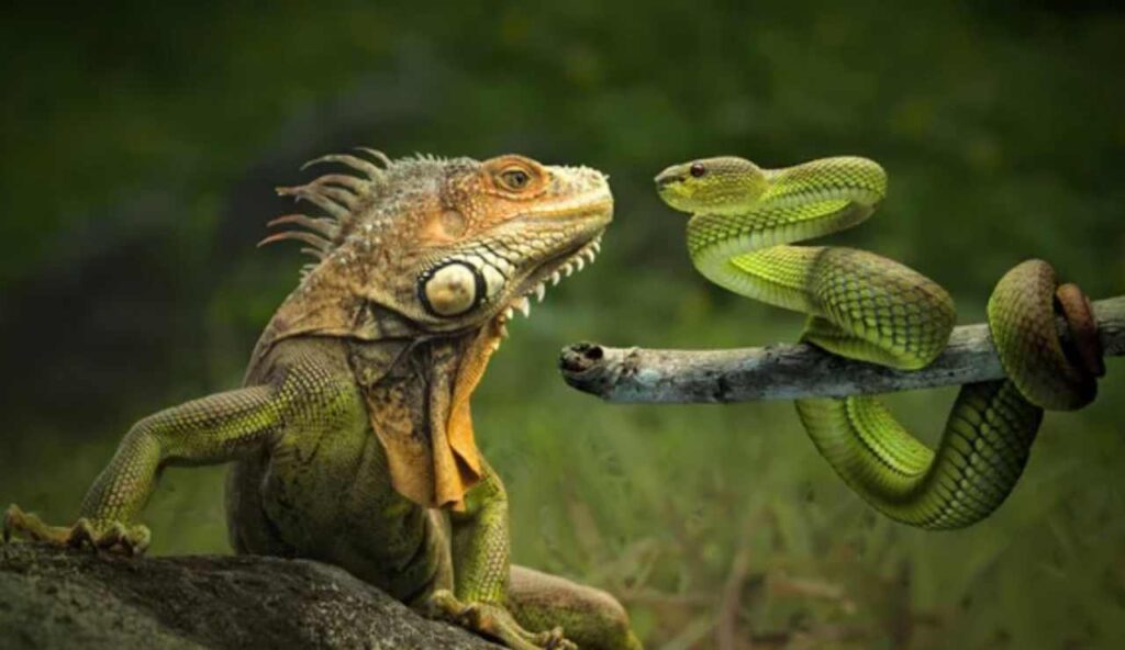 Iguana e serpente (Depositphotos foto) - www.qrios.it