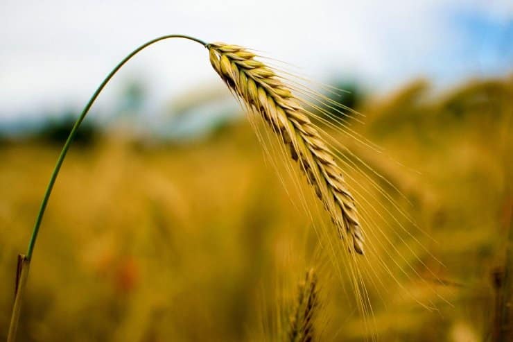 Segale, tanti benefici per un cereale da non sottovalutare (Pixabay) - www.findbest.it