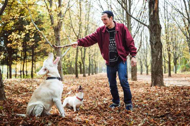 Cani, potrebbero in questo modo dimostrare un apprendimento migliore: ecco come (DepositPhotos) - FindBest
