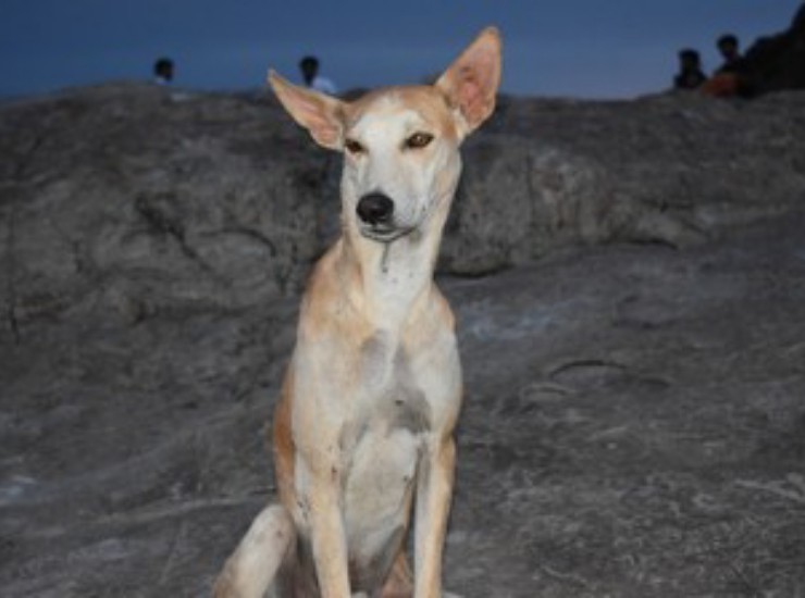 Cani Baladi, la loro misteriosa storia in Egitto (YouTube Foto) - www.qrios.it