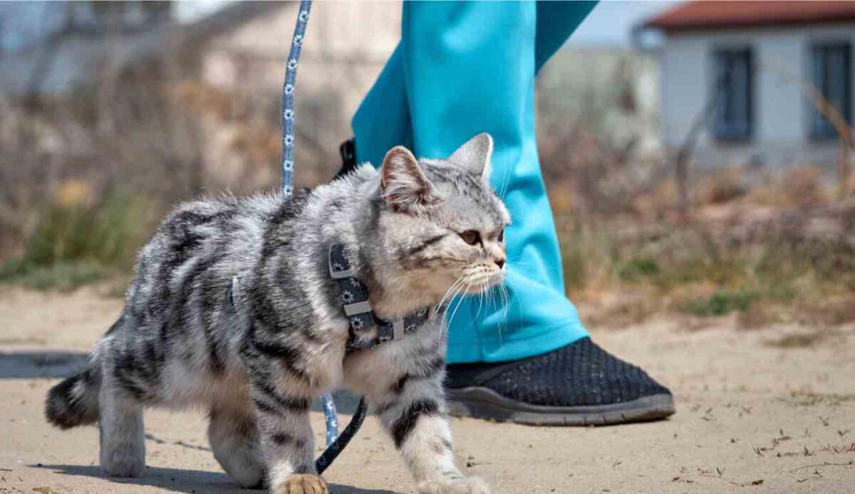 Passeggiate feline: guida completa per abituare il gatto al guinzaglio - Come abituare il proprio gatto al guinzaglio (Canva) - findbest.it