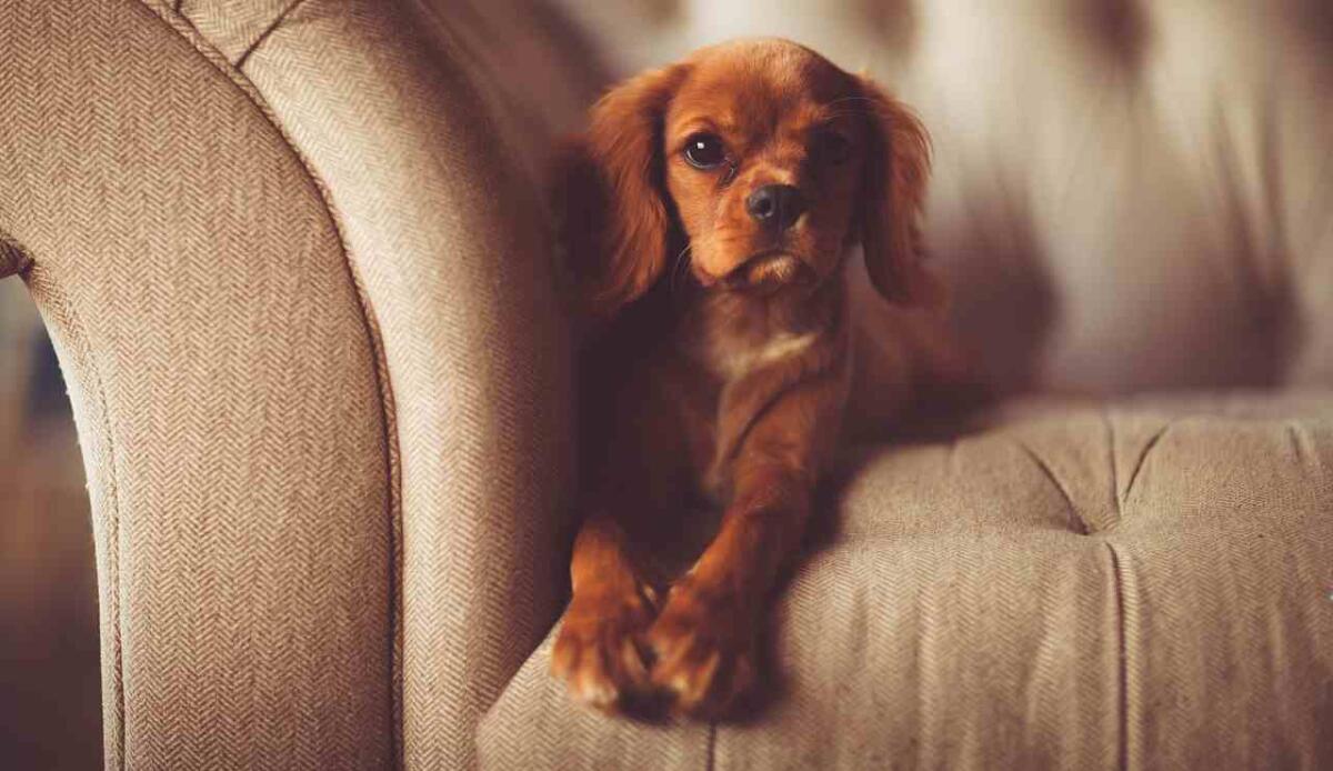 Cosa attira i cani davanti alla TV? Suoni, movimento e… noi - Illustrazione di un cagnolino mentre guarda la TV (Pixabay FOTO) - qrios.it
