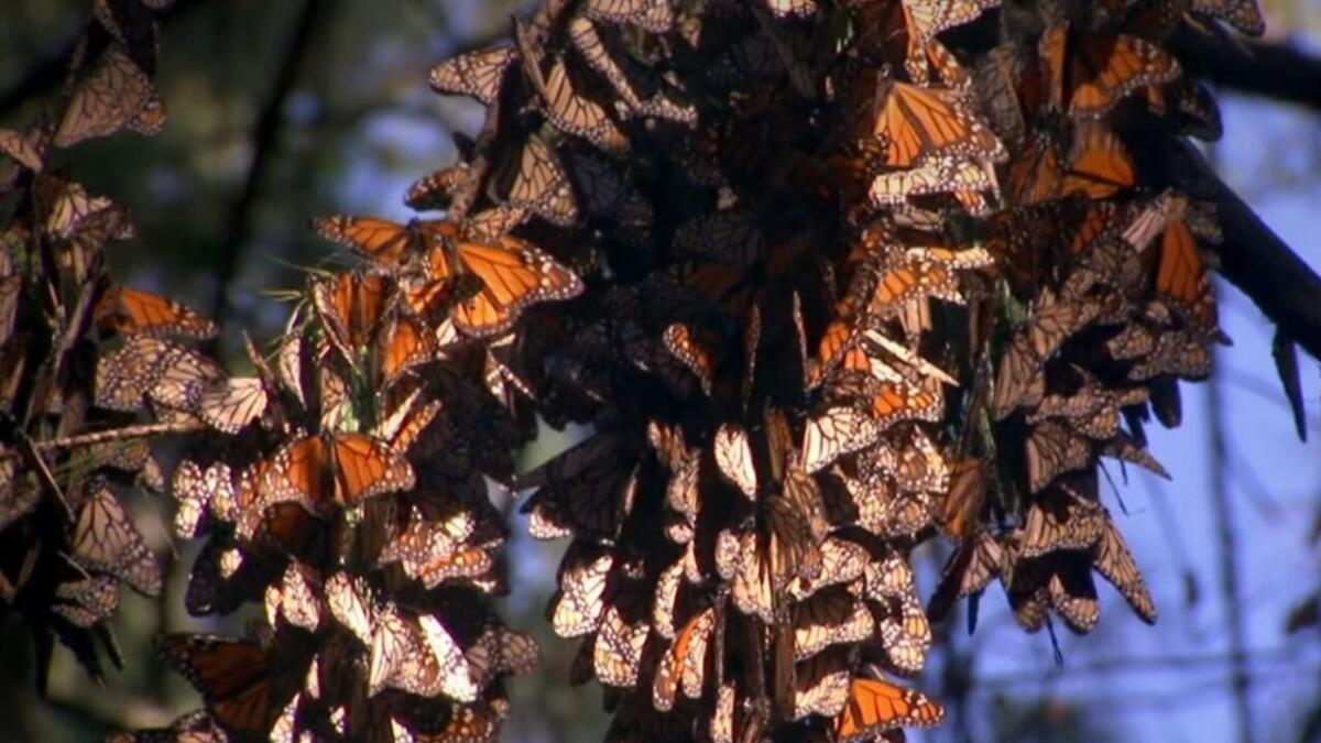 Butterfly effect: il cambiamento climatico allunga la permanenza delle farfalle monarca in Iowa - Migrazione delle farfalle monarca, come cambia gli equilibri (YouTube Foto) - www.qrios.it