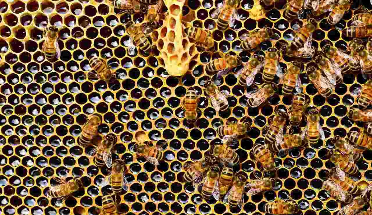 Sensori intelligenti per alveari: la tecnologia che potrebbe salvare il 55% delle colonie di api - Illustrazione di un alveare (Pixabay FOTO) - www.findbest.it