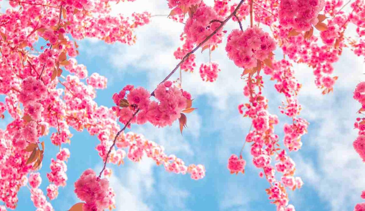 Frasi Primavera: le frasi più belle da condividere via messaggio - Fiori di pesco (canva.com) - www.notiziesecche.it