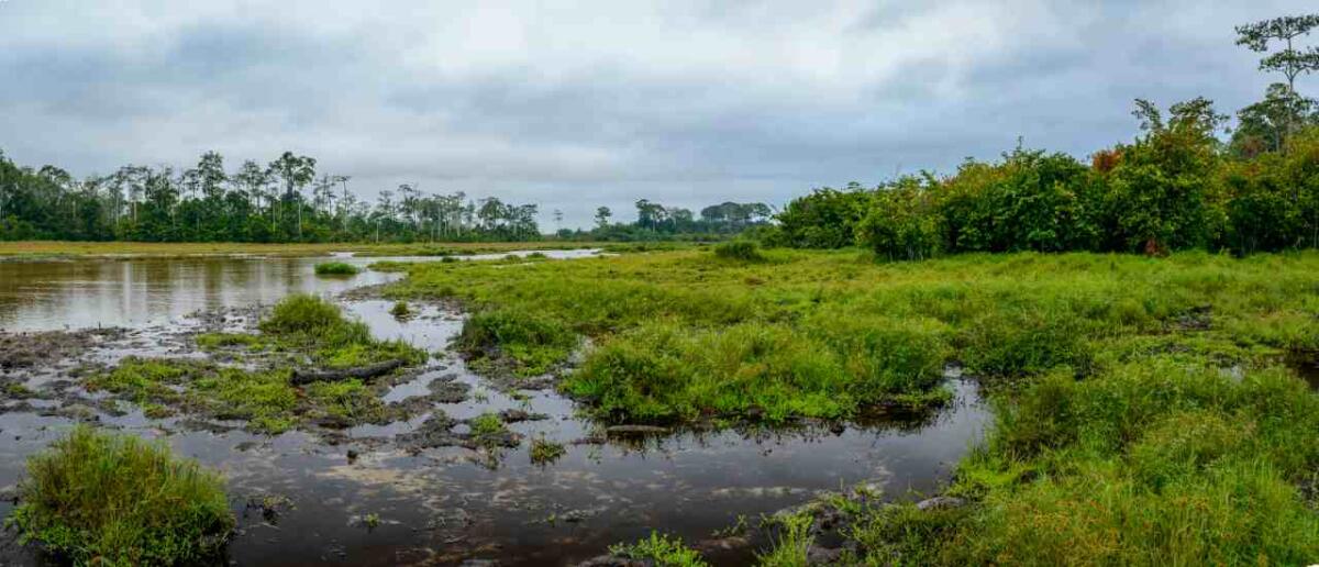 Mokele-mbembe, mito o realtà? Come la deforestazione sta alimentando gli avvistamenti in Congo - Congo, ecco cosa c'è di vero sul Mokele-mbembe (DepositPhotos) - Qrios