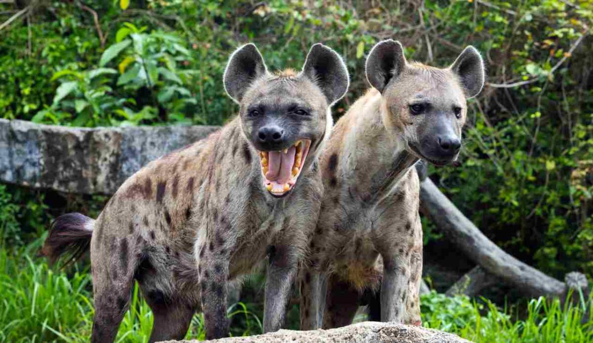 Regine della natura: le femmine che guidano le loro specie nel regno animale - Regine della natura, ecco quali sono (DepositPhotos) - Qrios