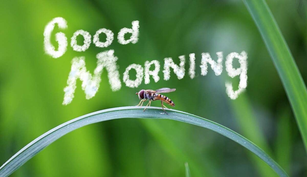 Frasi per un messaggio del buongiorno che scalda il cuore (senza essere banale) - Le più belle frasi per dare il buongiorno (Pixabay FOTO) - www.frasidadedicare.it