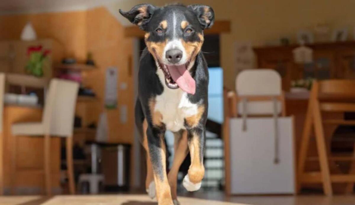 Perché il tuo cane corre all’impazzata? Tutto sugli zoomies e sul loro significato - Cane corre in casa (Depositphotos foto) - www.findbest.it
