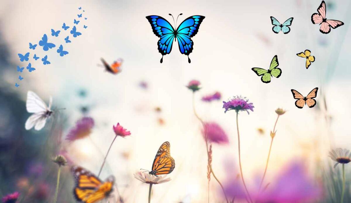 Farfalle frasi: le più belle e variopinte - Frasi sulle farfalle (Canva foto) - NotizieSecche.it