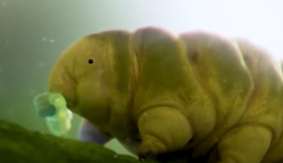 Questo è uno degli animali più resistenti al mondo - Tardigrado (screenshot Kodami/YouTube) - www.qrios.it