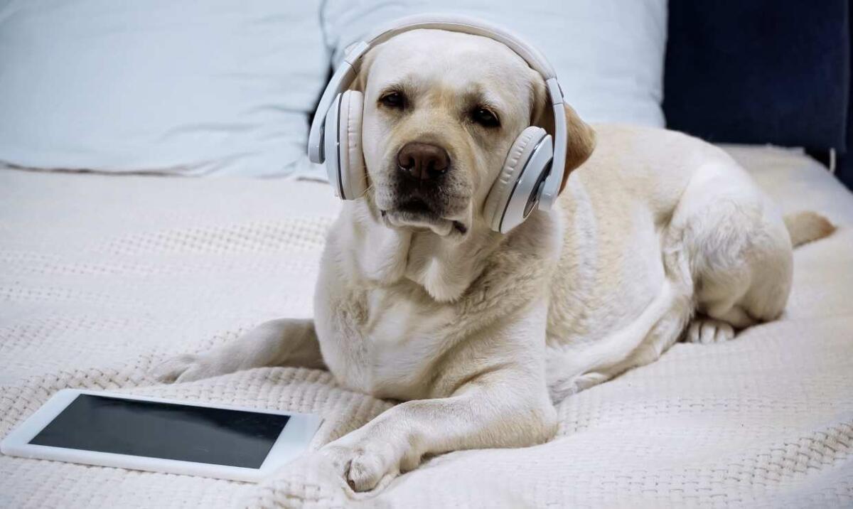 Tecnologia e animali: perché la Pet Tech fatica a decollare in Italia? - Pet tech, cosa ne pensano gli italiani? (DepositPhotos) - FindBest