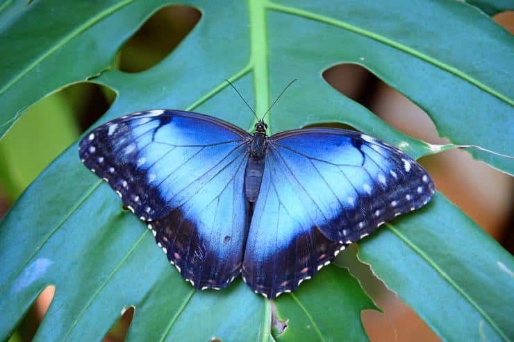 Farfalla Morpho, ecco come potrebbe servire nella diagnosi del cancro (DepositPhotos) - FindBest
