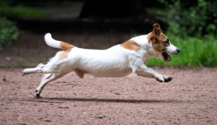 Cane in corsa (Depositphotos foto) - www.findbest.it