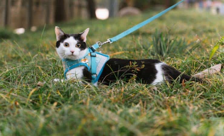 Le aspettative di una passeggiata con il proprio gatto (Canva) - findbest.it