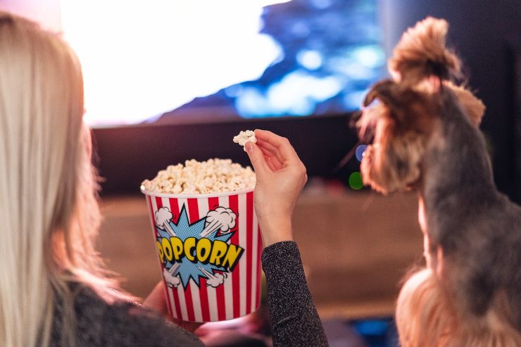 Cosa attira i cani davanti alla TV? Suoni, movimento e… noi
