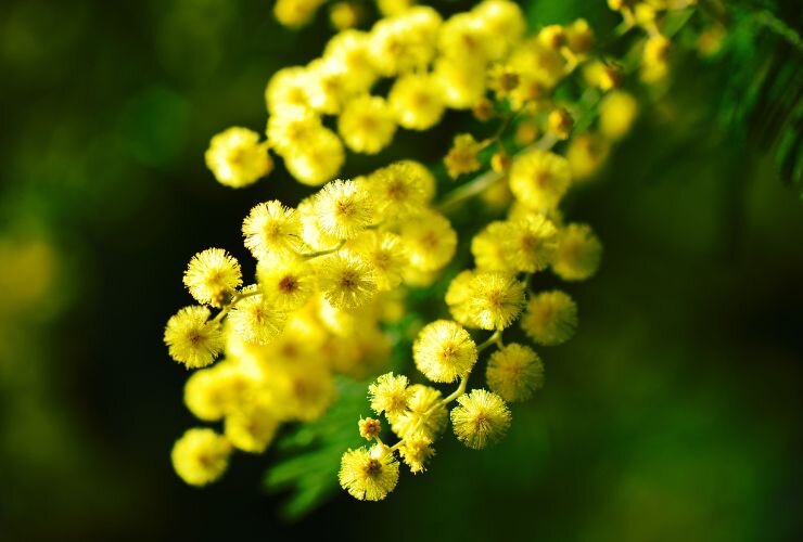 Pianta di mimosa (Canva Foto) - www.statodonna.it
