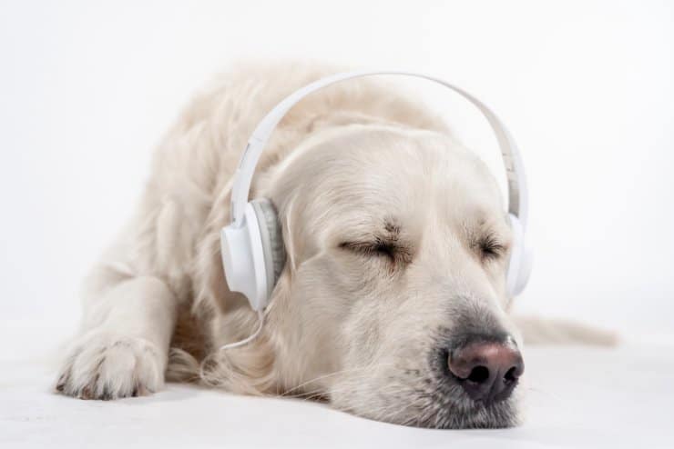 Pet tech, quali sono gli strumenti usati dagli italiani? (DepositPhotos) - FindBest