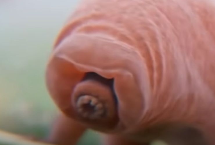 Tardigrado (screenshot Barbascura X/YouTube) - www.qrios.it