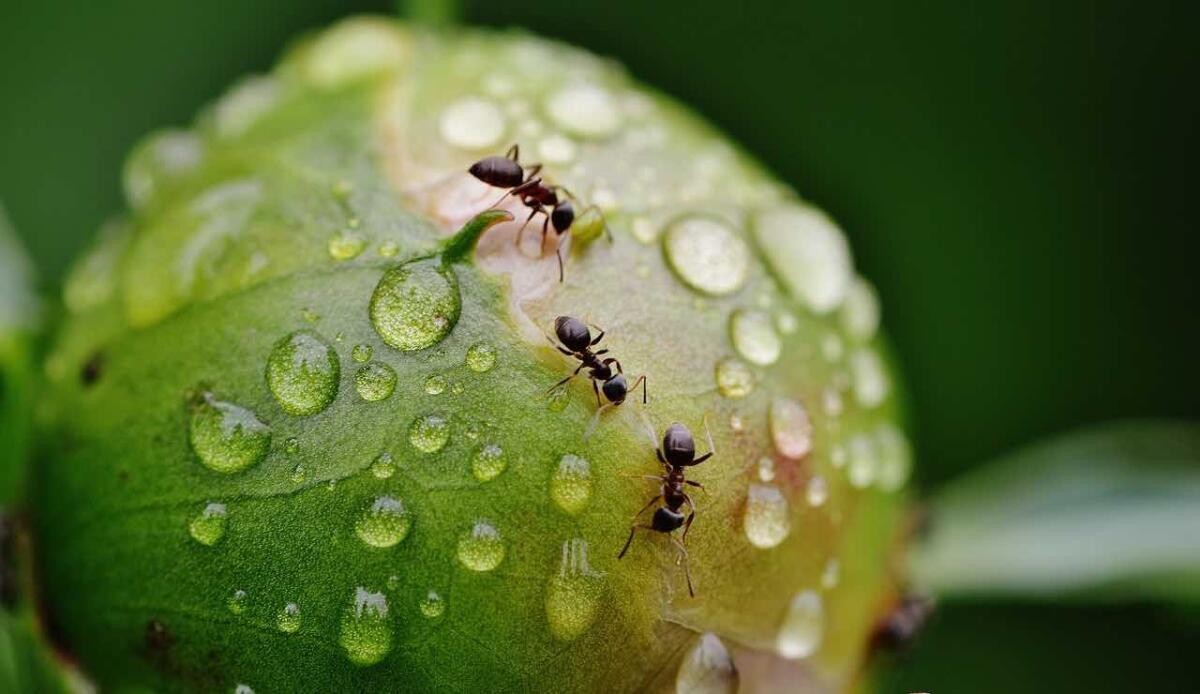 Primavera, niente paura degli insetti: ecco alcune soluzioni pratiche per tenerli lontani - Insetti (PIXABAY FOTO) - www.notiziesecche.it