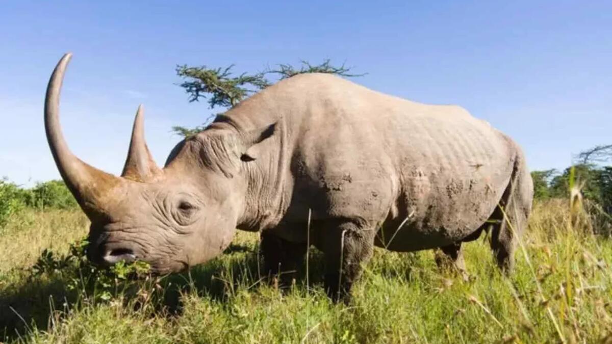 Rinoceronte di Java: arriva un nuovo nome scientifico per una delle specie più rare - Rinoceronte (Depositphotos Foto) - www.qrios.it