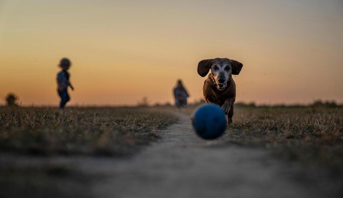 Vuoi ridurre lo stress? Gioca con il tuo cane - Illustrazione di un cane che gioca (Pixabay FOTO) - www.notiziesecche.it