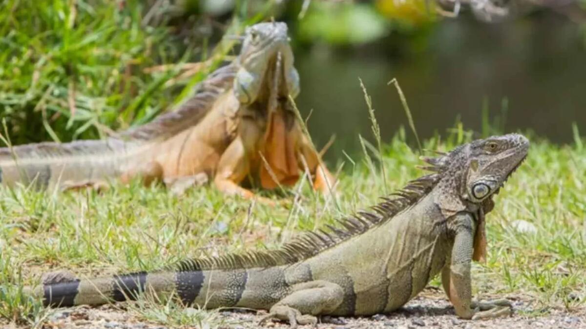 Le iguane hanno navigato per 5.000 miglia per raggiungere le Figi - Il caso folle delle iguane delle Figi (Canva Foto) - www.qrios.it